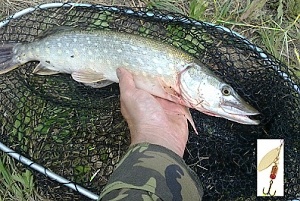 Rotační třpytka Mepps 2 Aglia long zlatá