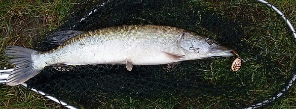 Rotační třpytka MEPPS 1 - měd/černé tečky