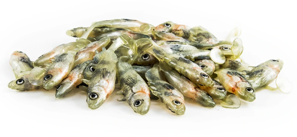 Gumová nástraha ANGRY Stickleback F-Tail 6S  - 6 cm