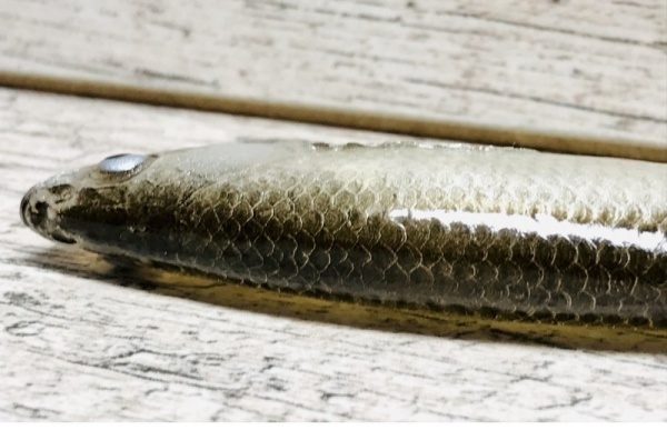 Gumová nástraha Ouklej černá 16 cm - 1 ks