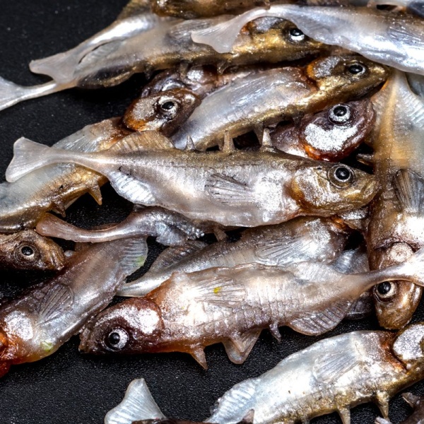 Gumová nástraha ANGRY Stickleback F-Tail 6N  - 6 cm