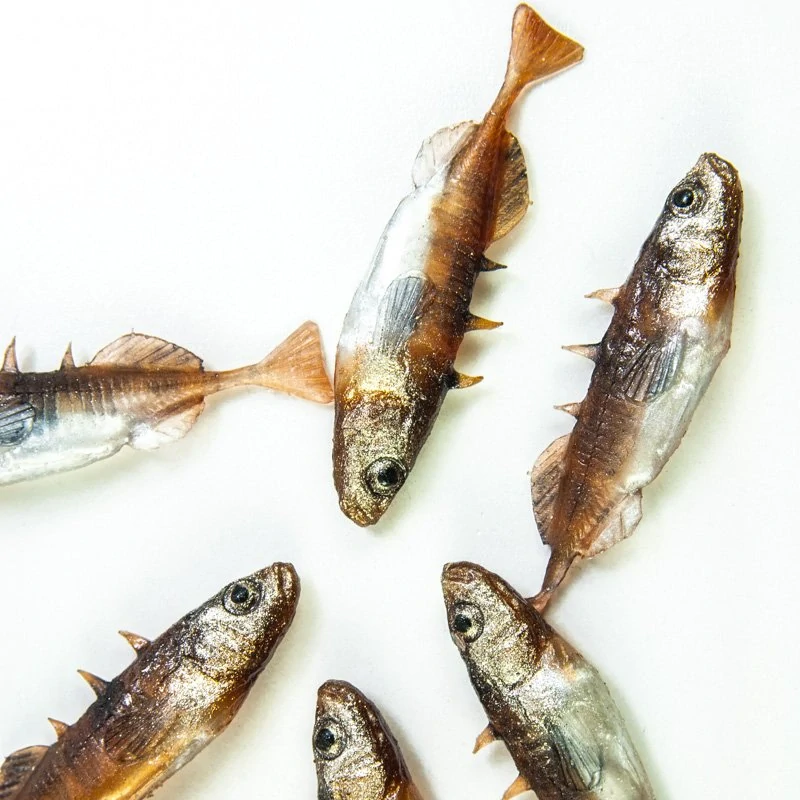 Gumová nástraha ANGRY Stickleback F-Tail 6DB  - 6 cm