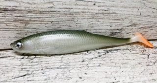 Gumová nástraha Sewro Ouklej zelená 16 cm - 1 ks